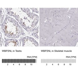 WBP2NL Antibody, Novus Biologicals:Antibodies:Primary Antibodies